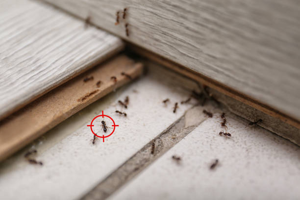 Best Pest Control Near Me in Stockton, IL